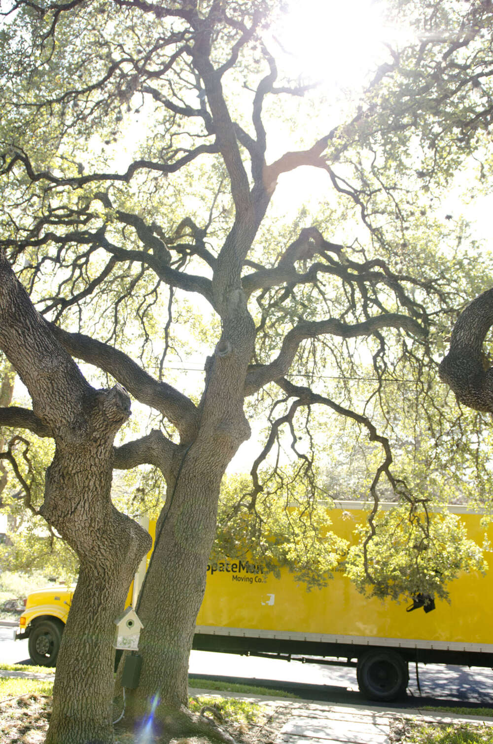 SpaceMan Moving truck parked under live oaks in an Austin neighborhood
